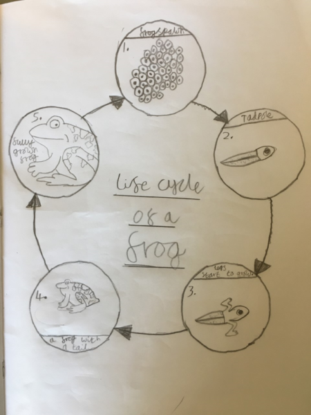 Frog Life Cycle - Cuddington and Dinton School