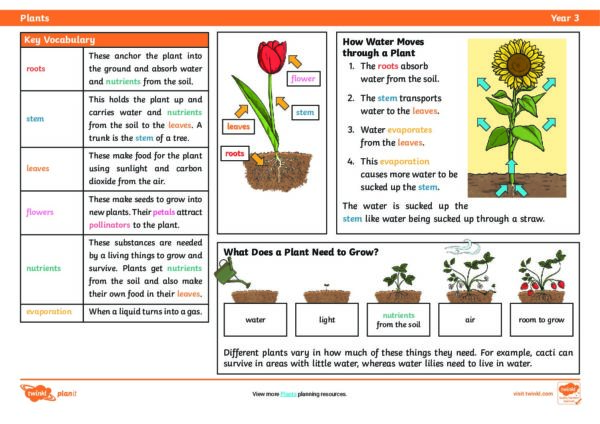 Plants Knowledge Organiser Cuddington And Dinton School 4155