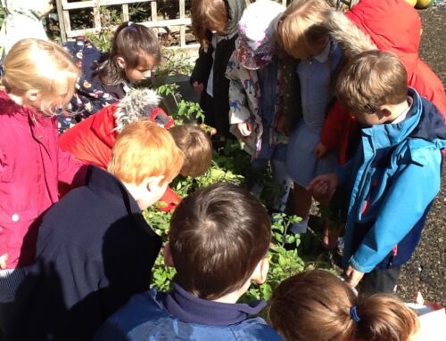 Tasty Tomatoes at Forest School