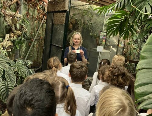 Y1 and 2 visit The Living Rainforest